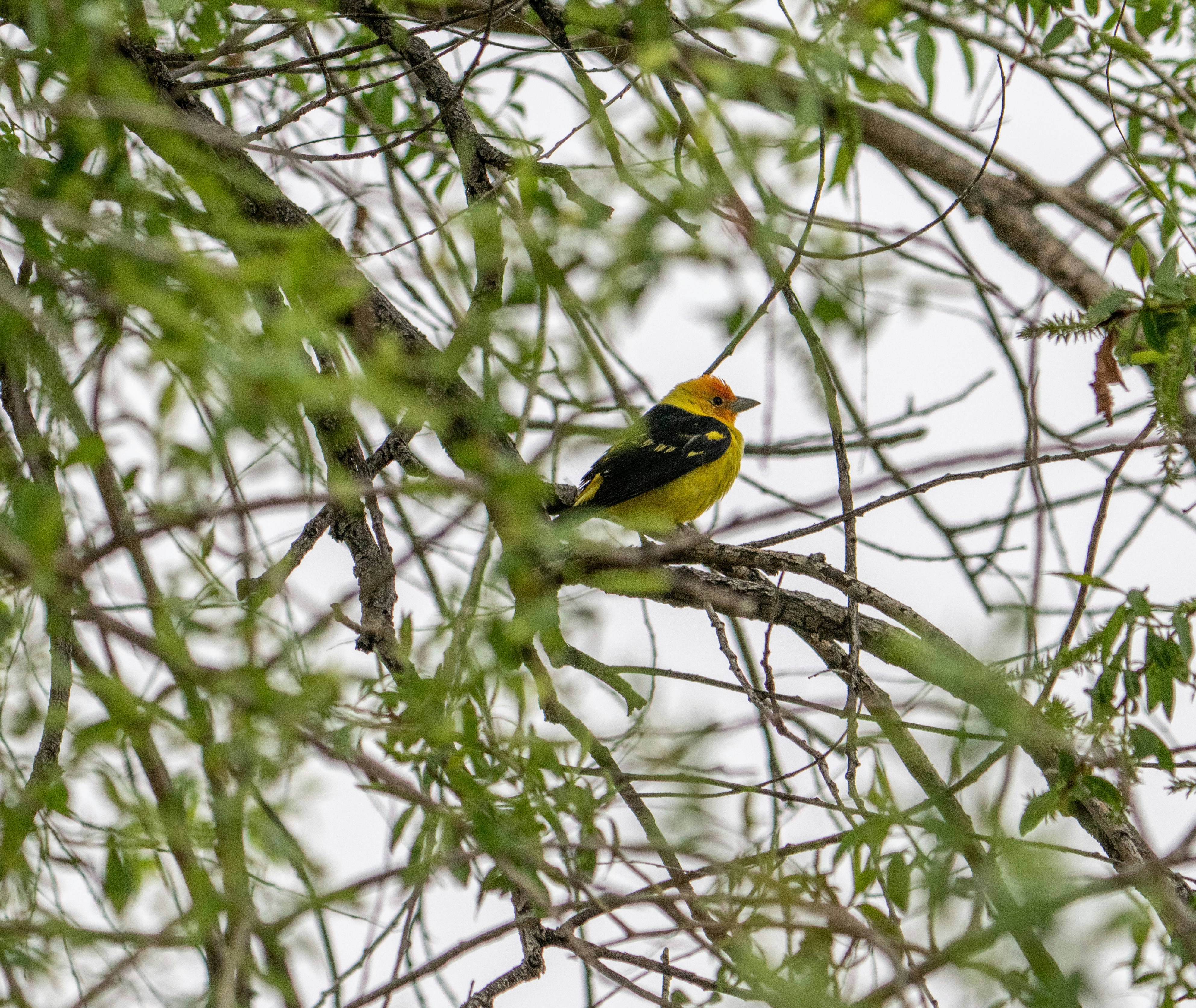 Western Tanager