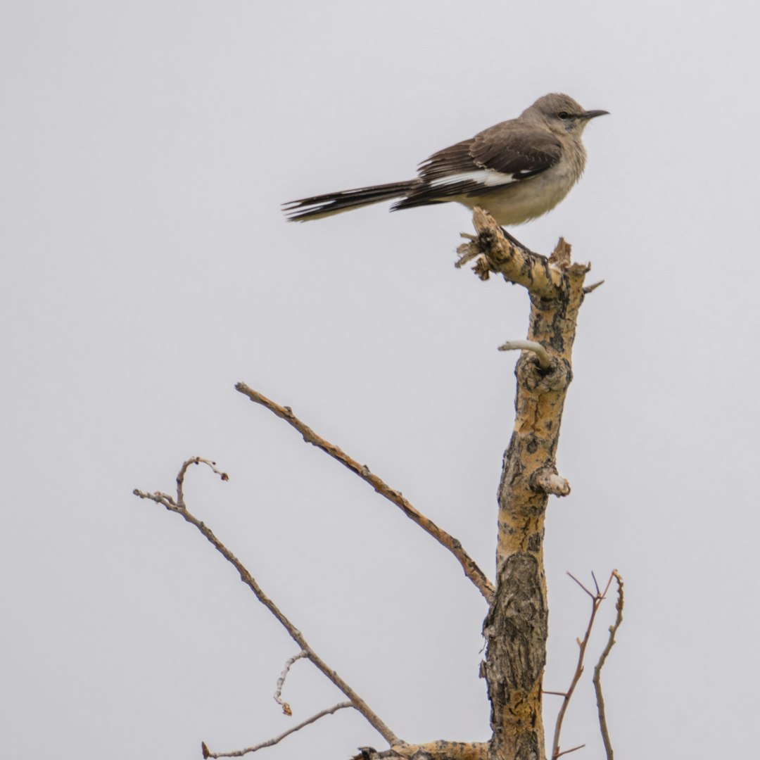 gray and white bird on brown tree branch