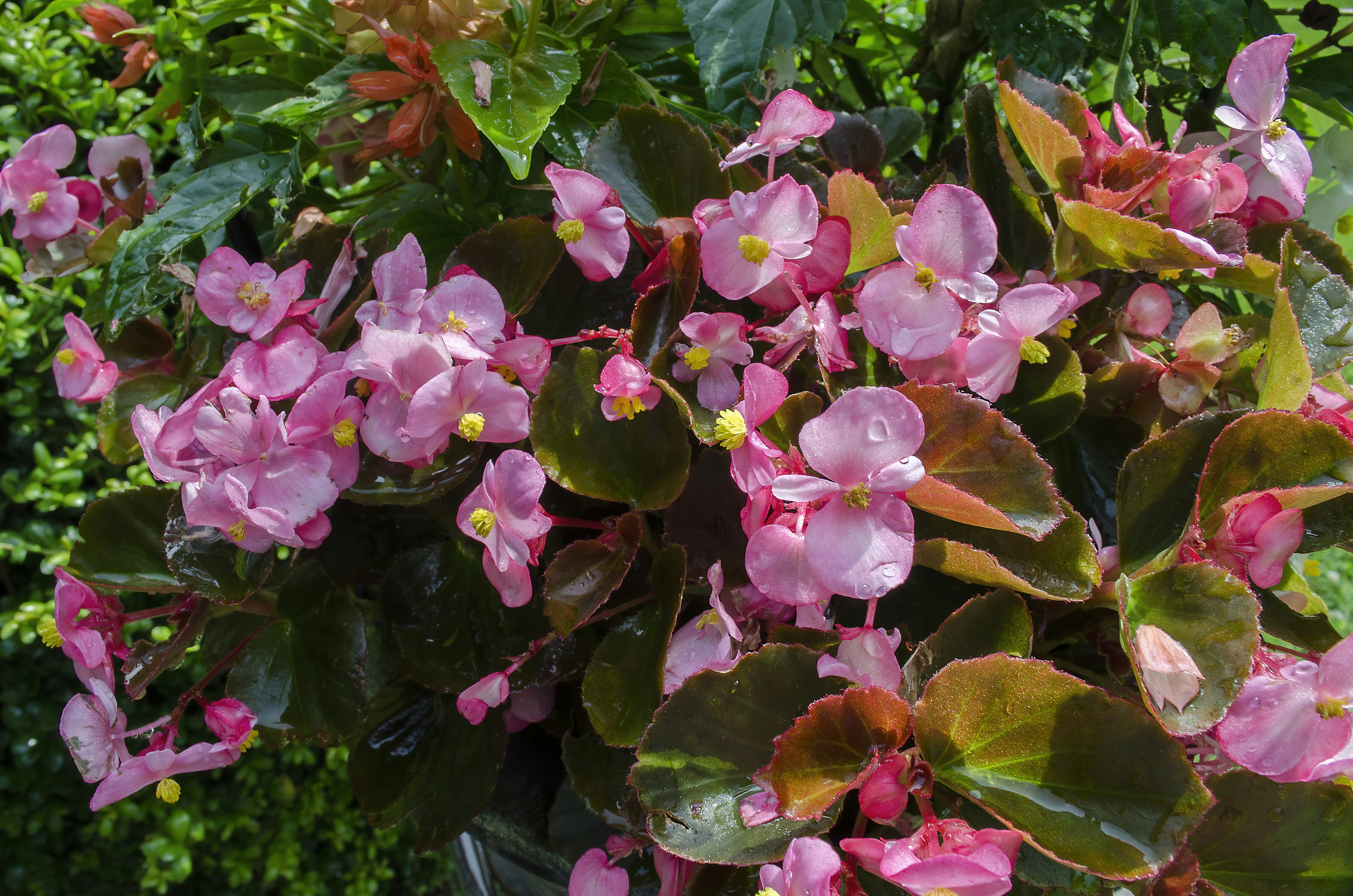 pink flowers with green leaves