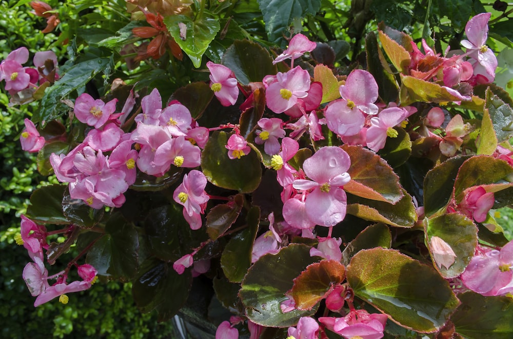 pink flowers with green leaves