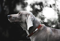 A profile view of a Weimaraner dog with a sleek, gray coat and a red collar. The dog's head is turned slightly, with attention focused on something in the distance. The background consists of soft, out-of-focus green foliage.