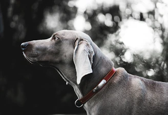 A profile view of a Weimaraner dog with a sleek, gray coat and a red collar. The dog's head is turned slightly, with attention focused on something in the distance. The background consists of soft, out-of-focus green foliage.