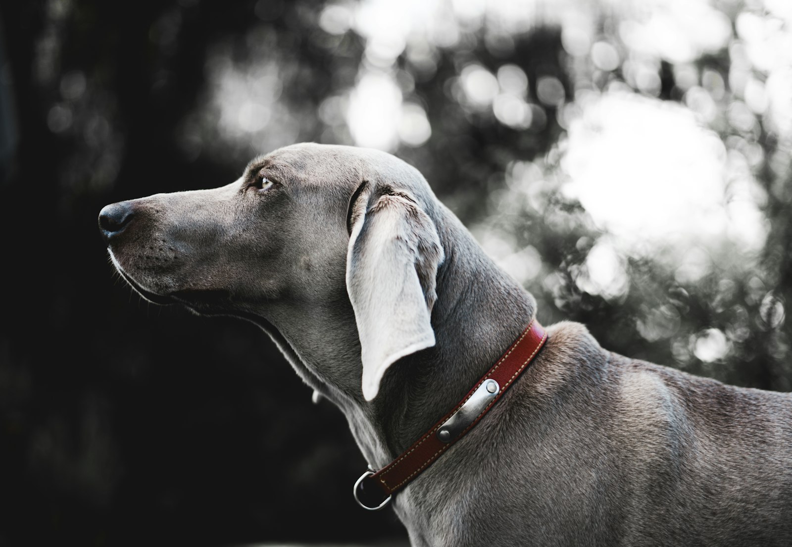 Weimaraner Bootcamp: A 7-Day Loose-Leash Plan