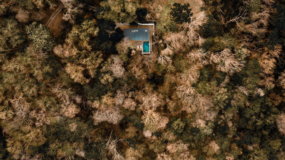 blue and white house in the middle of forest