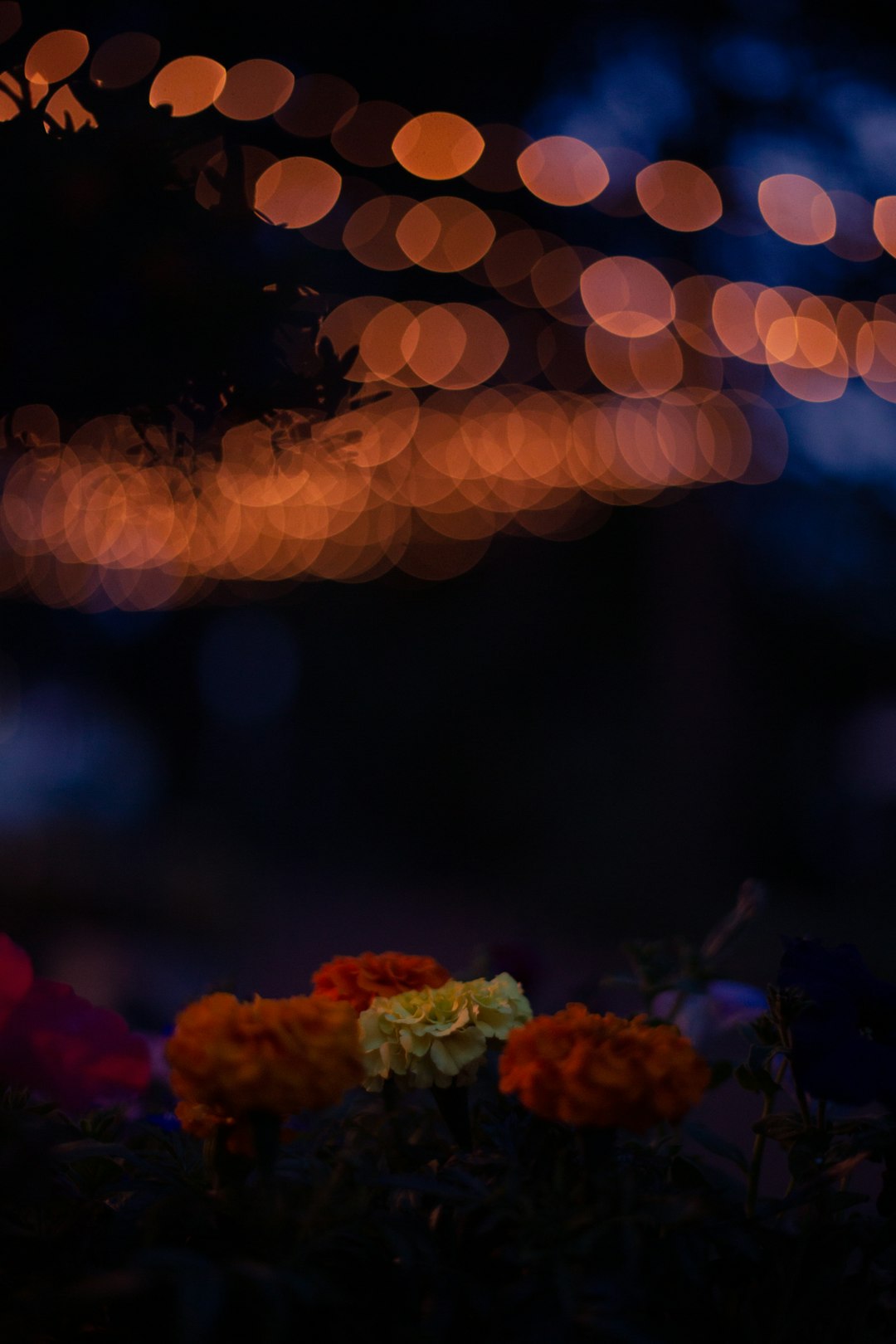 bokeh photography of red flowers