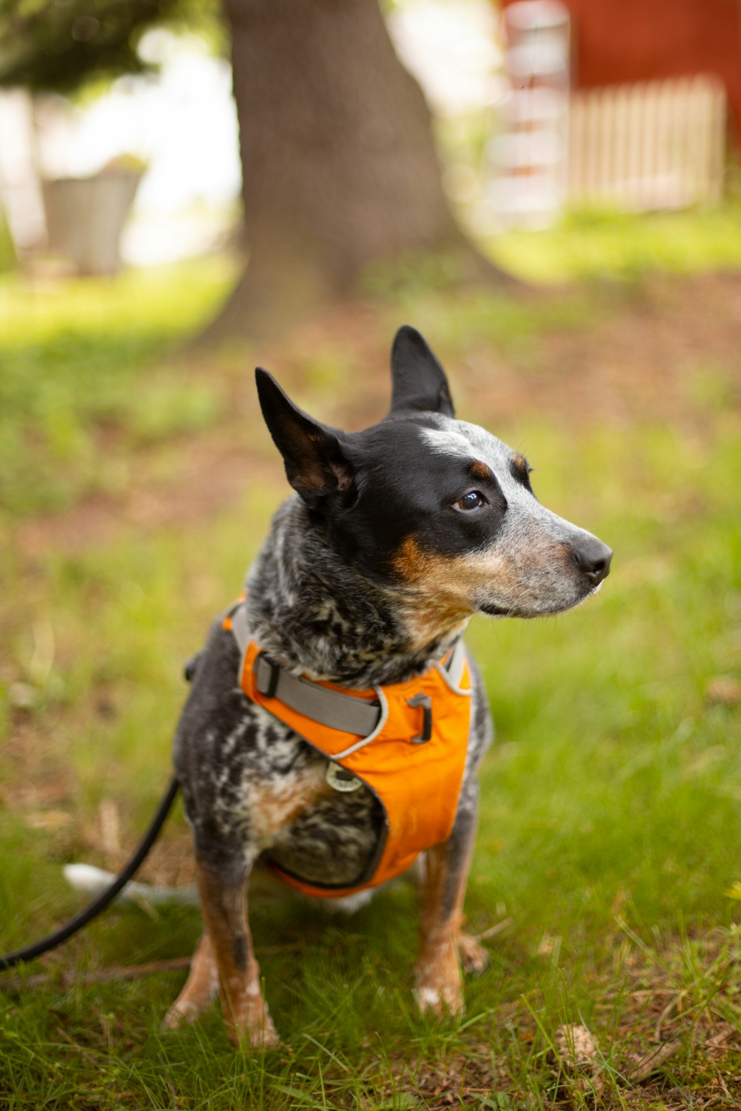 black and white short coated dog with orange collar