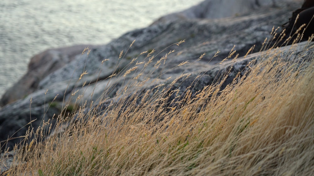 brown grass near body of water during daytime