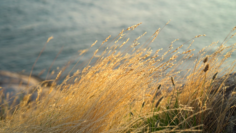 brown grass near body of water during daytime