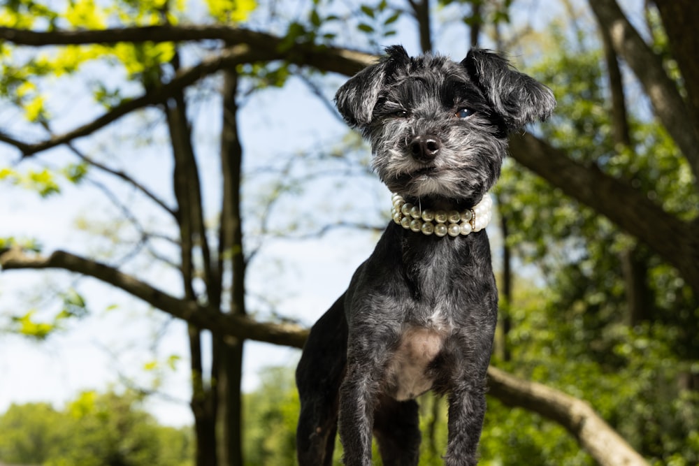 black and white short coat small dog