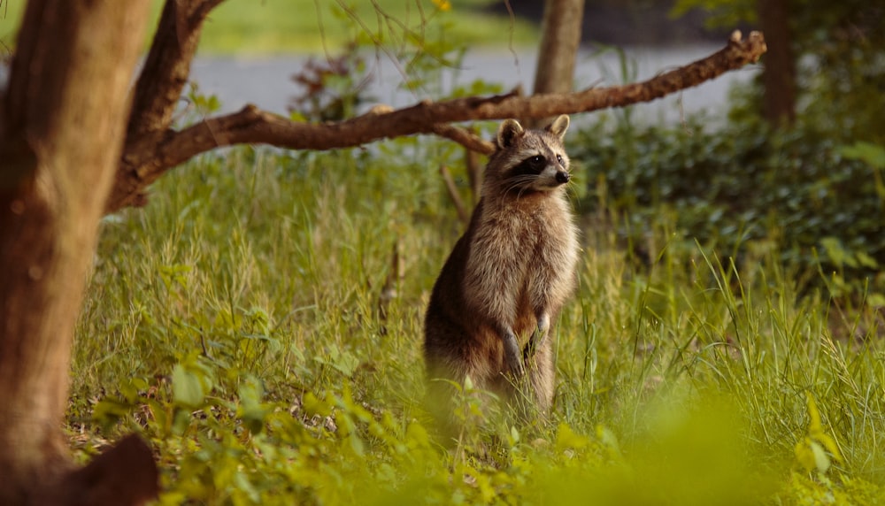 brown and white animal on green grass during daytime