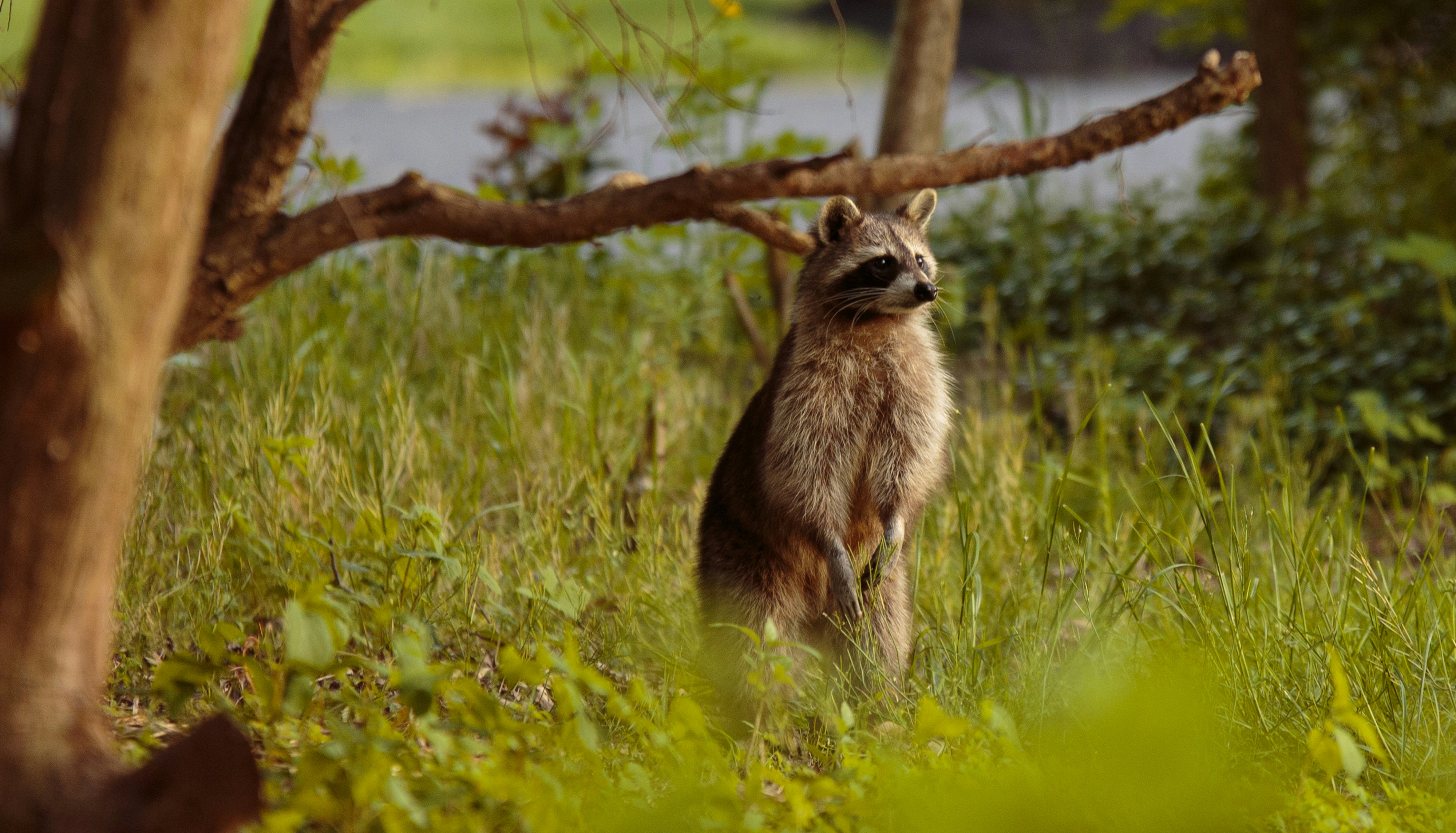 brown and white animal on green grass during daytime