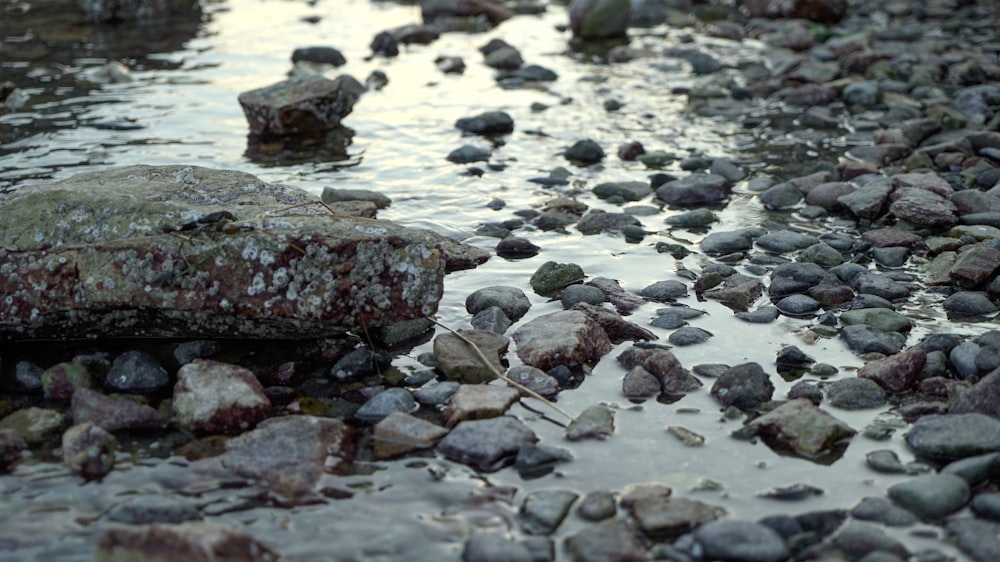 brown and gray stone on water