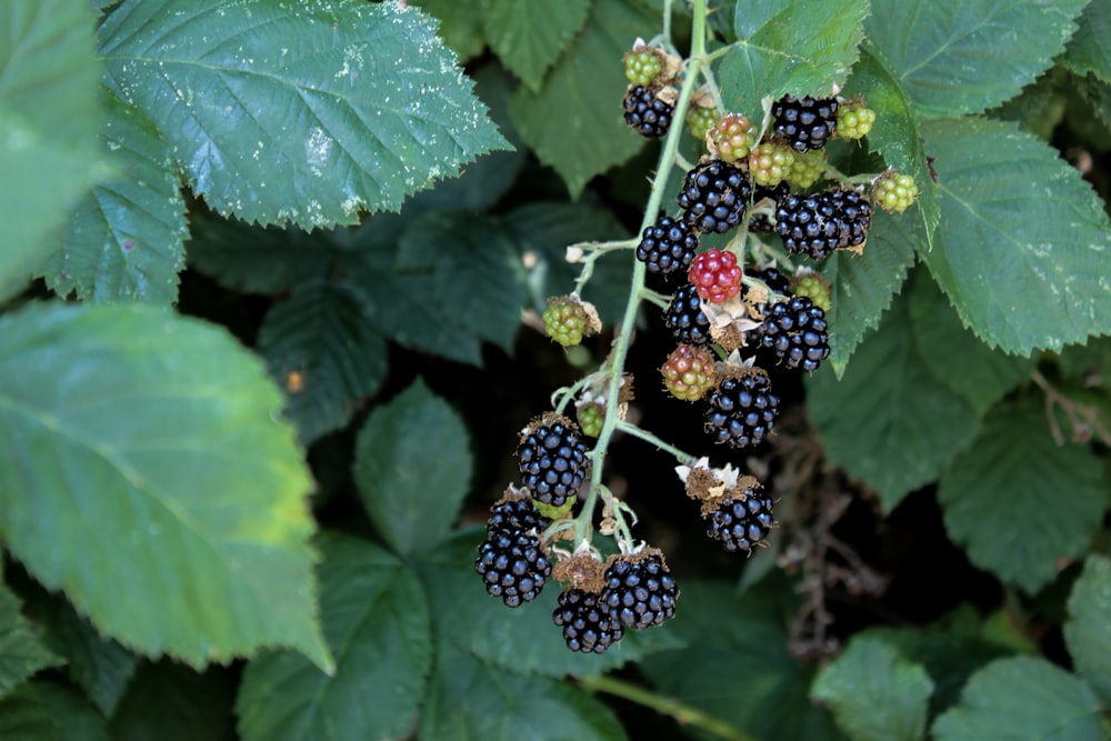 green and yellow round fruits