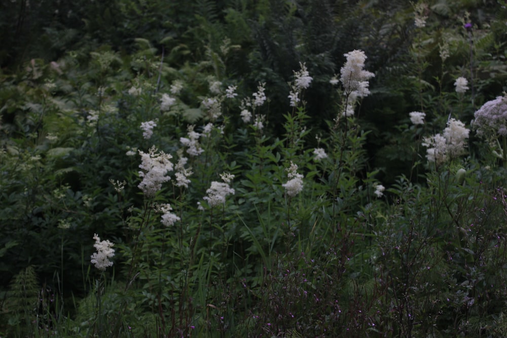 fleurs blanches sur champ d’herbe verte pendant la journée