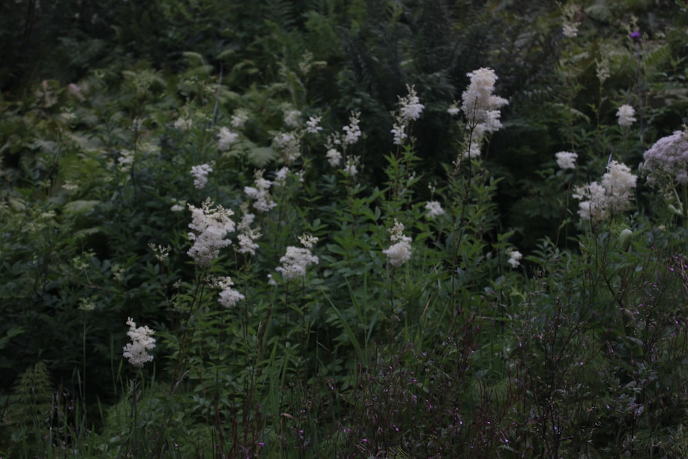 white flowers on green grass field during daytime