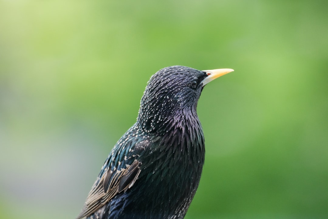 black bird on brown tree branch