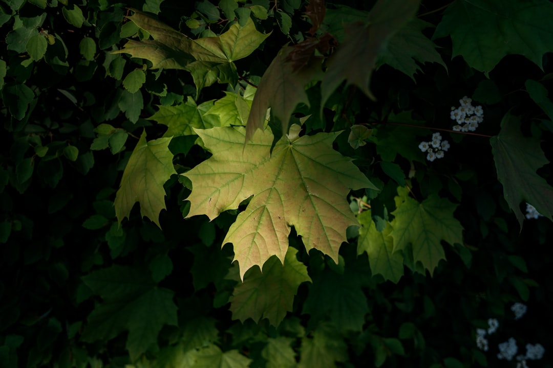 brown leaves on green leaves