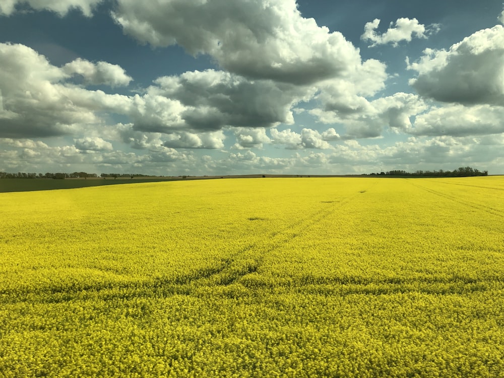 yellow flower field under white clouds and blue sky during daytime