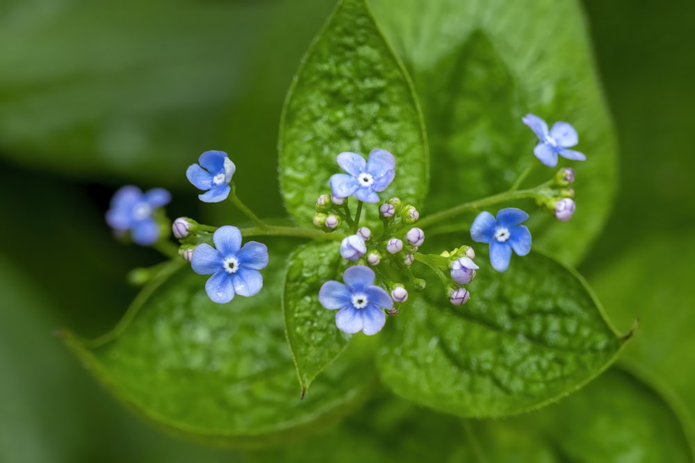 blue flower buds in macro shot