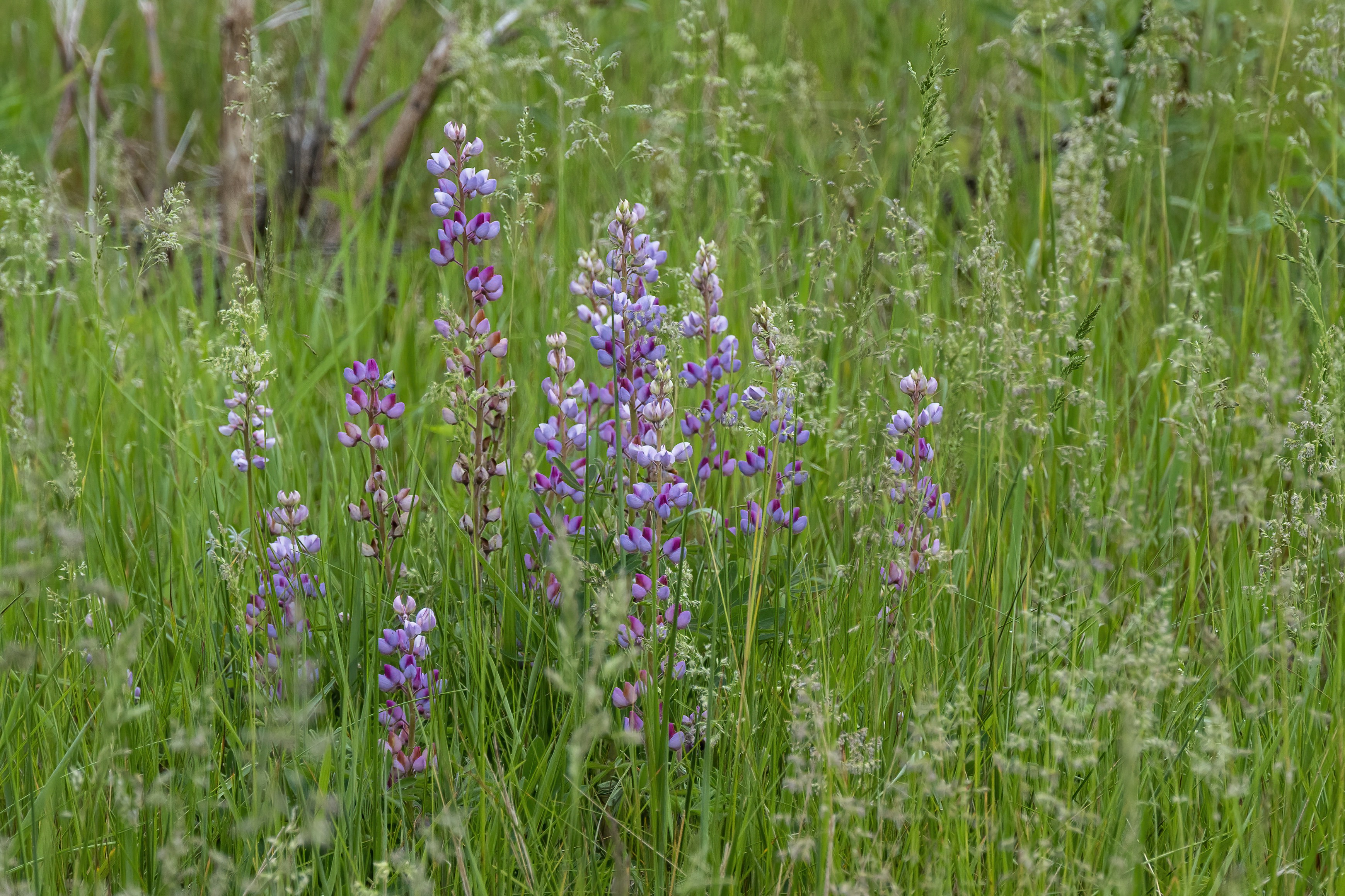 Photo by cholewinski