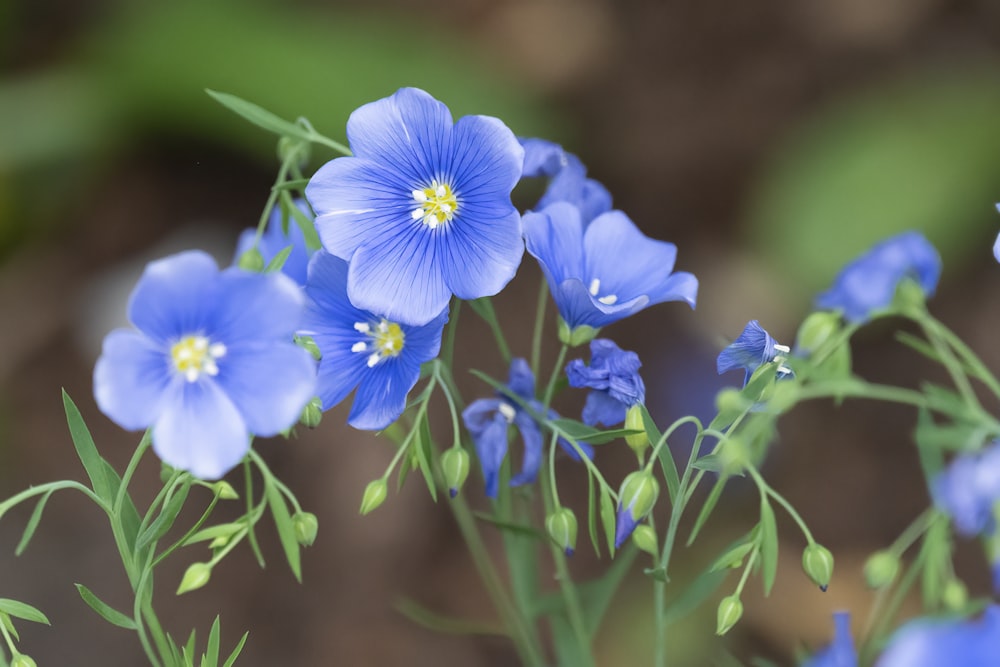 blue flower in tilt shift lens