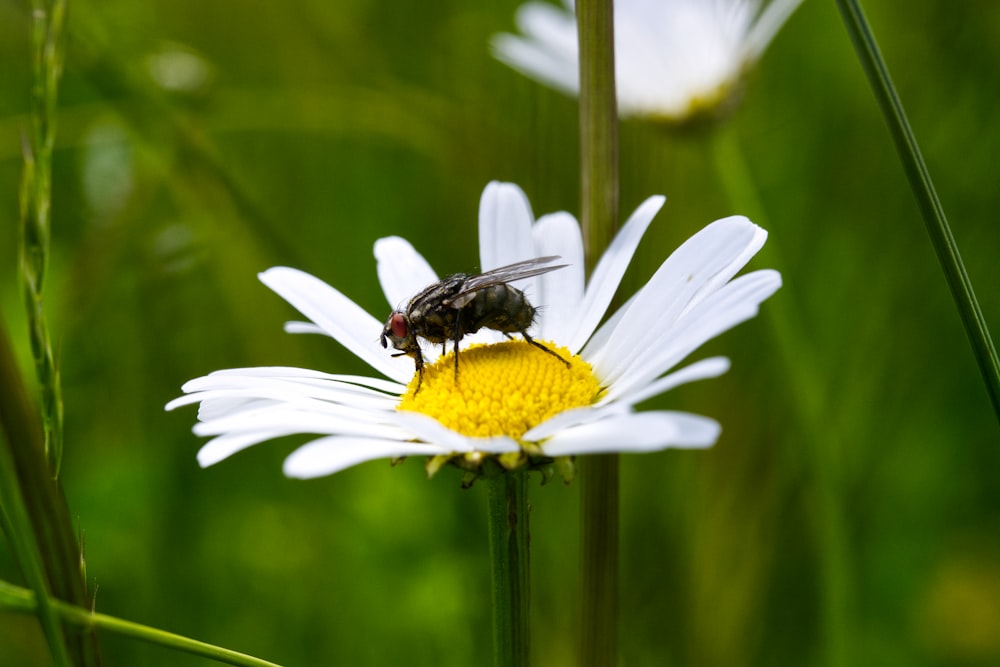 abeja negra y amarilla en margarita blanca en fotografía de primer plano durante el día