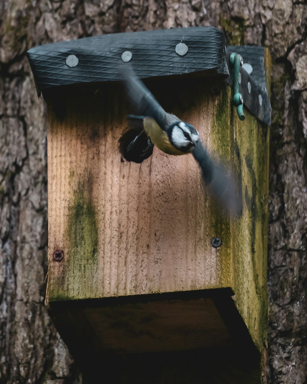 black and yellow bird on brown wooden bird house