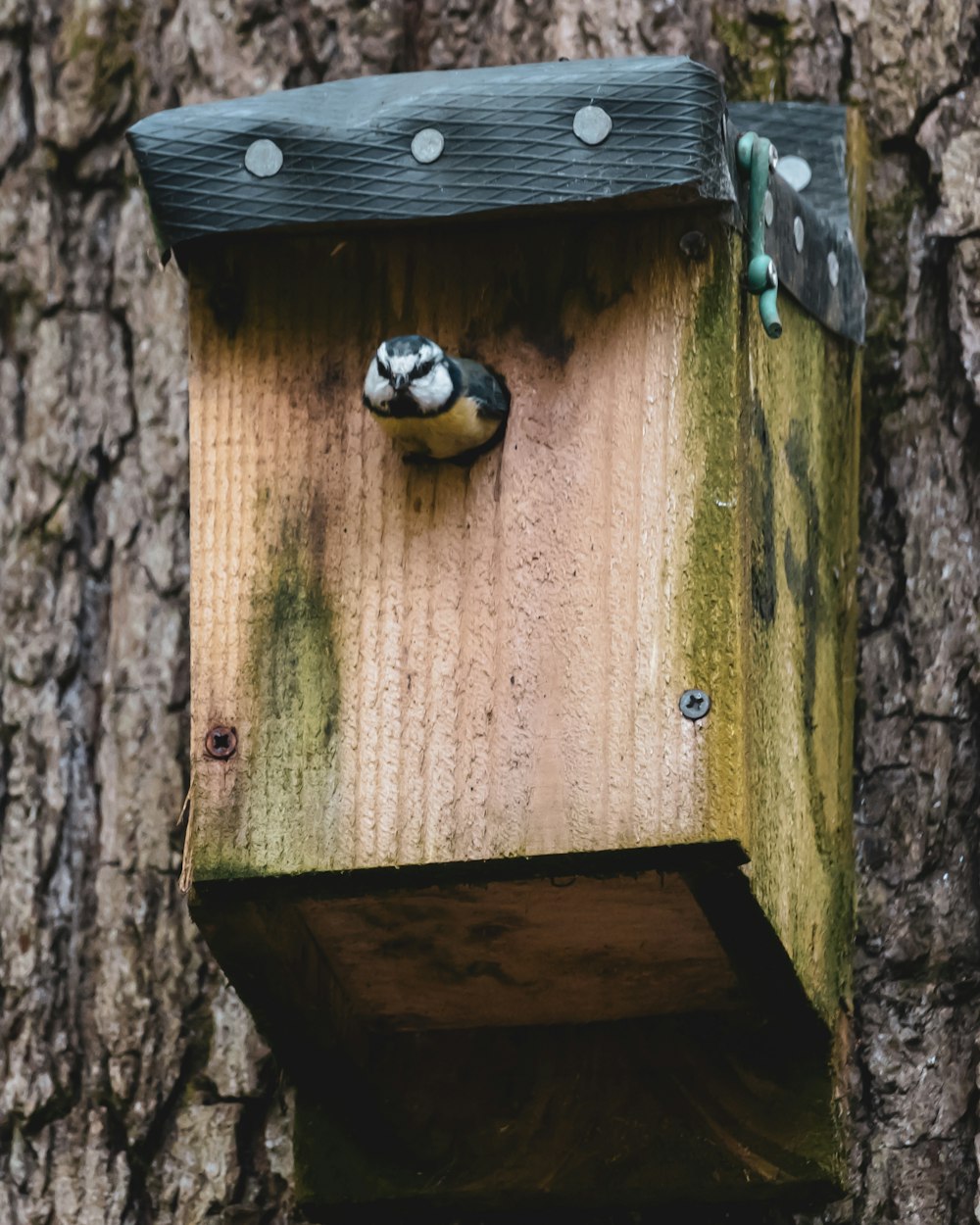 brown wooden bird house on brown tree