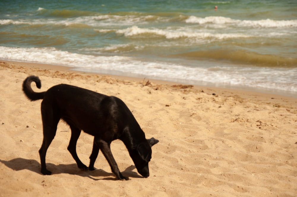 black short coat medium sized dog on beach during daytime