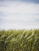 green grass field under white clouds during daytime