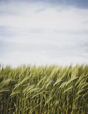 green grass field under white clouds during daytime