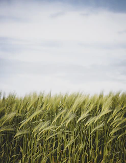 green grass field under white clouds during daytime