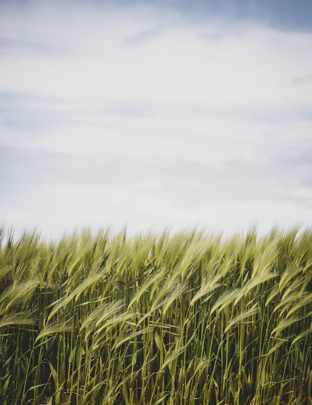green grass field under white clouds during daytime