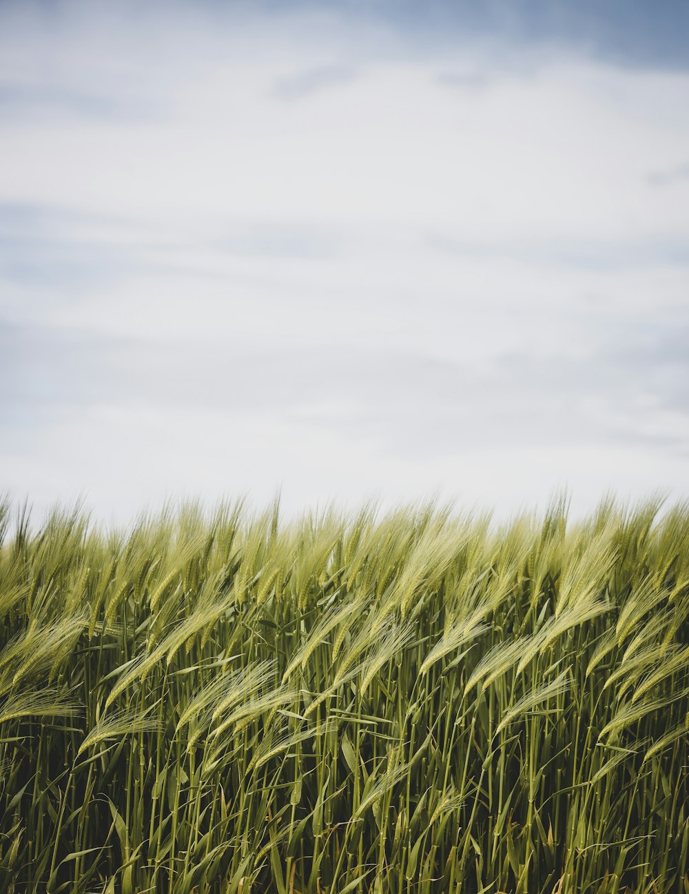 green grass field under white clouds during daytime