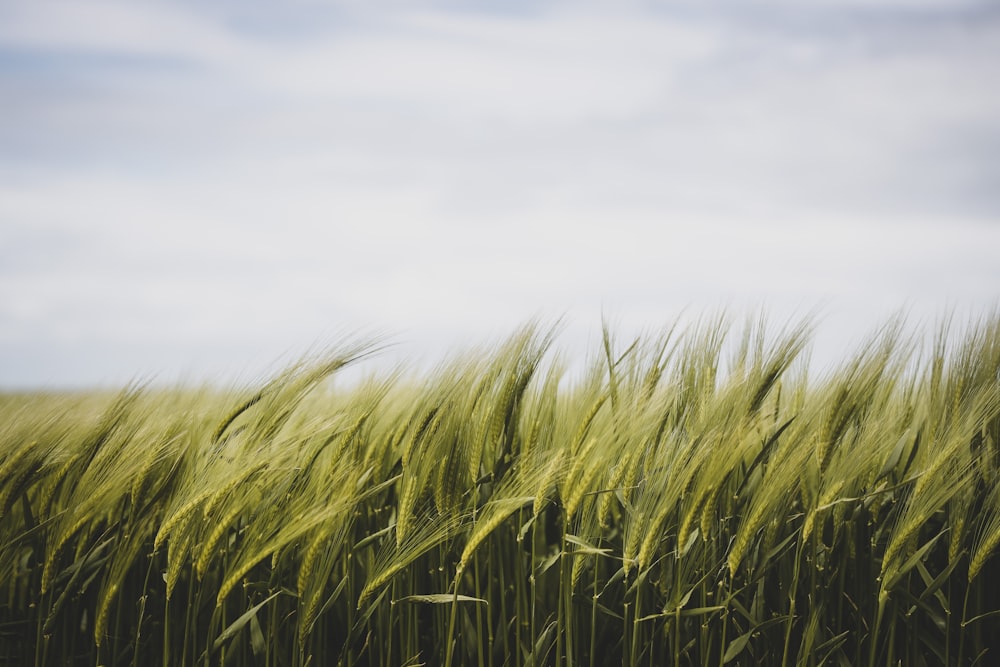 erba verde sotto nuvole bianche durante il giorno