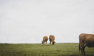 brown cow on green grass field during daytime