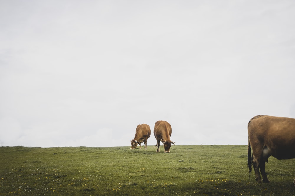 Vache brune sur un champ d’herbe verte pendant la journée