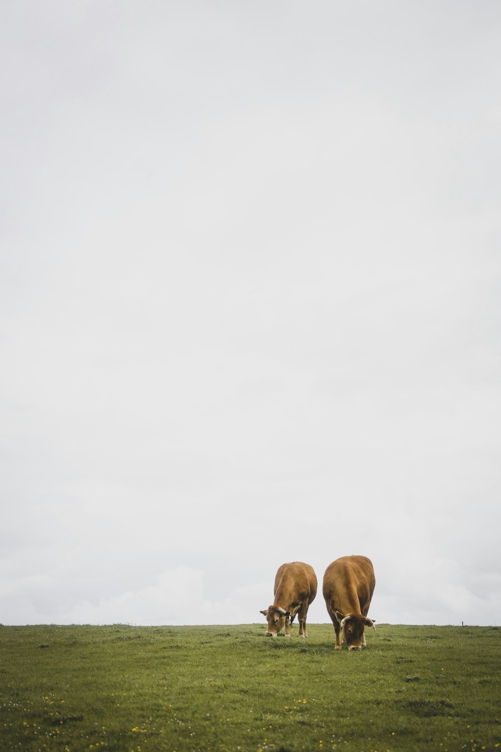 2 brown and white animal under white sky during daytime