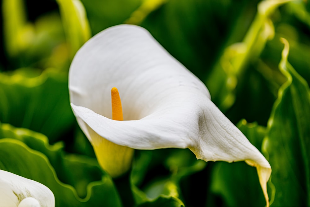 white flower in macro lens photography