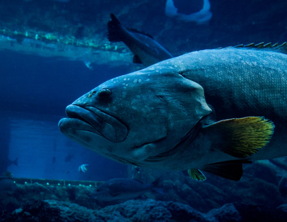 grey and yellow fish in water