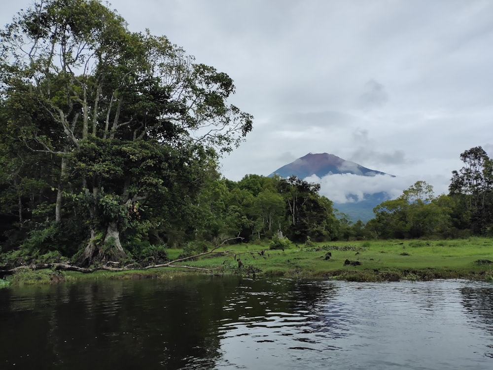 árboles verdes cerca del lago bajo nubes blancas durante el día