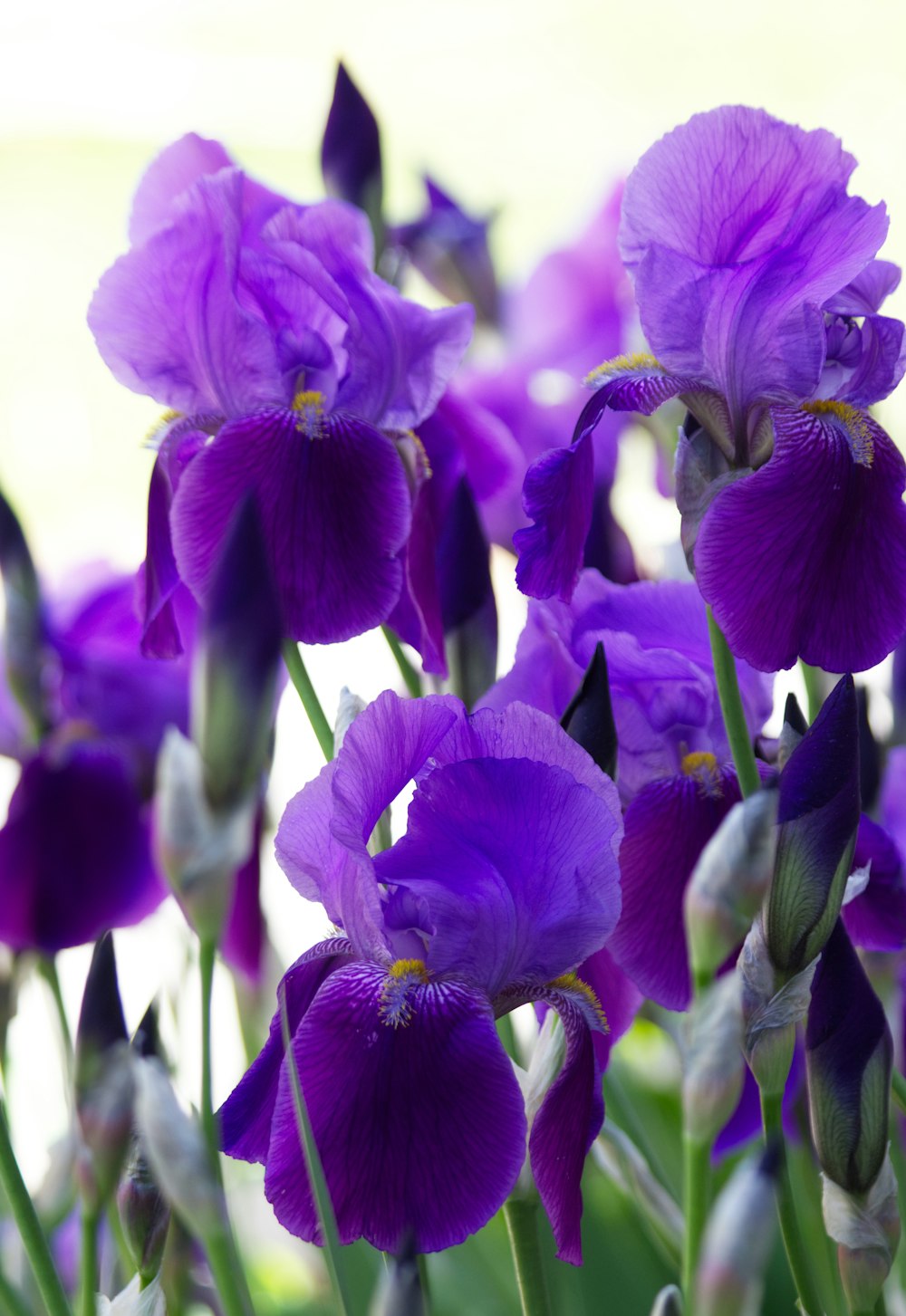 purple flower in macro shot