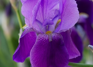 purple flower in macro shot