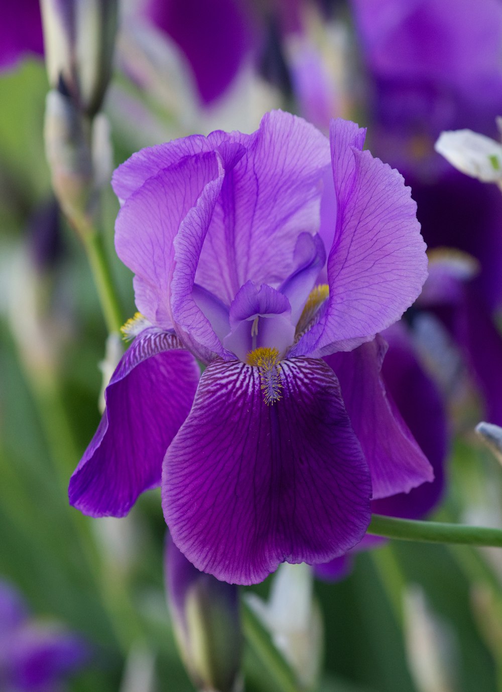 flor roxa no tiro macro