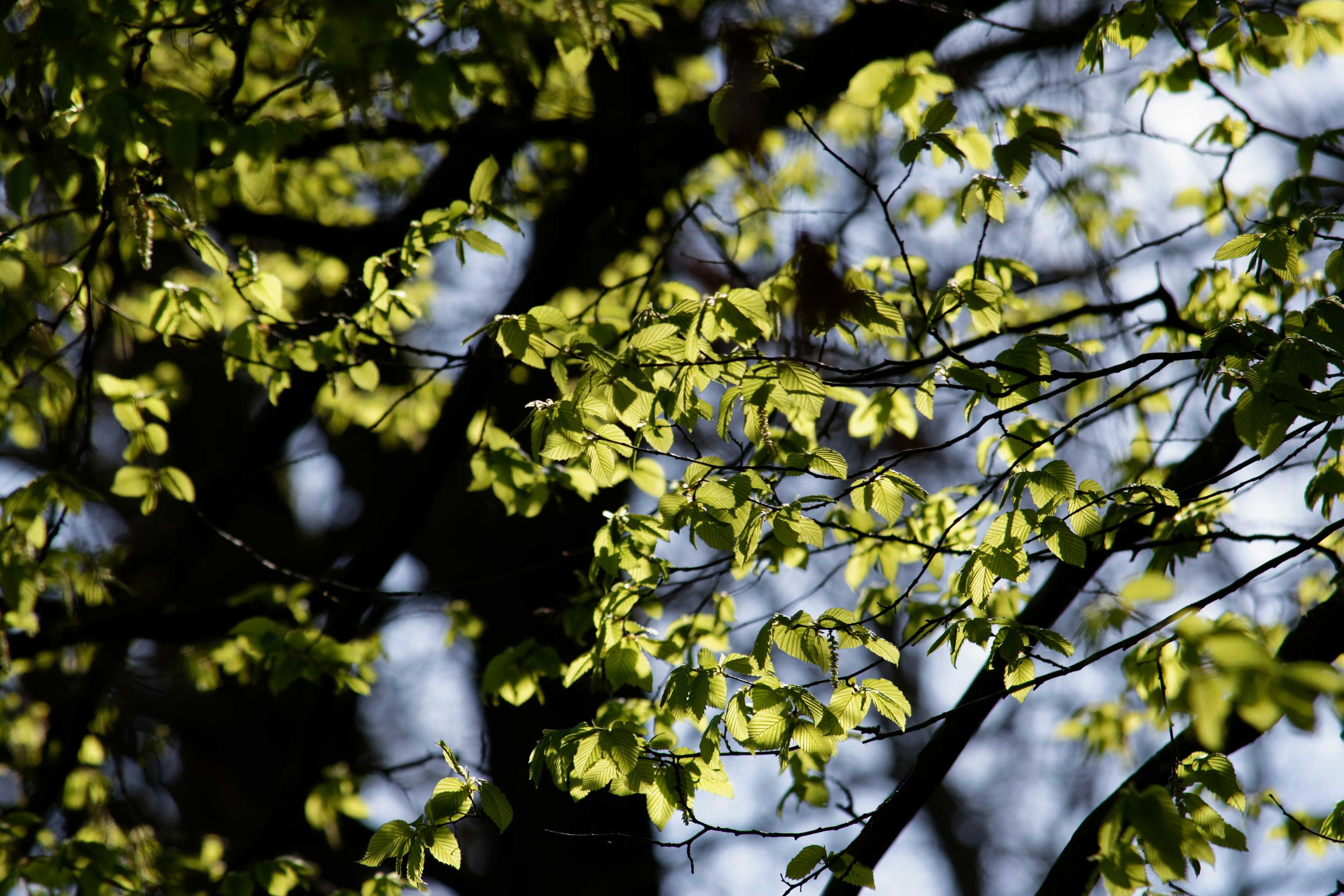 Photo by designbytholen