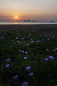 Sunset view over a serene beach villa with lotus flowers in the foreground.
