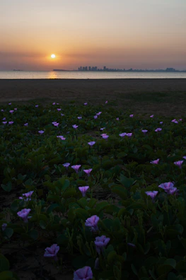 Sunset view over a serene beach villa with lotus flowers in the foreground.