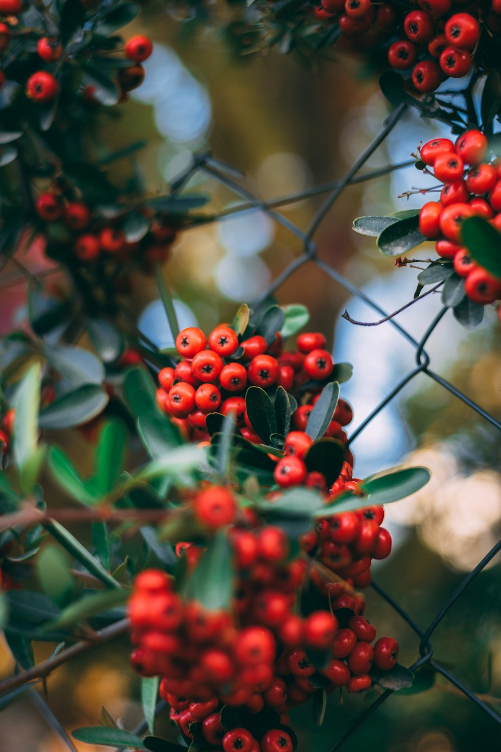 red round fruits on gray metal fence during daytime