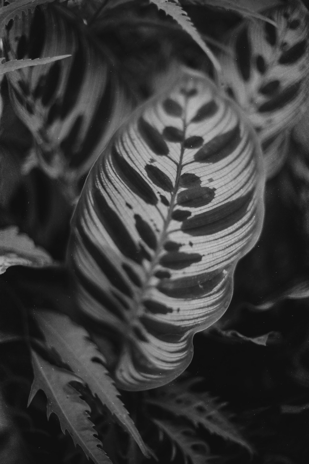 grayscale photo of plant leaves