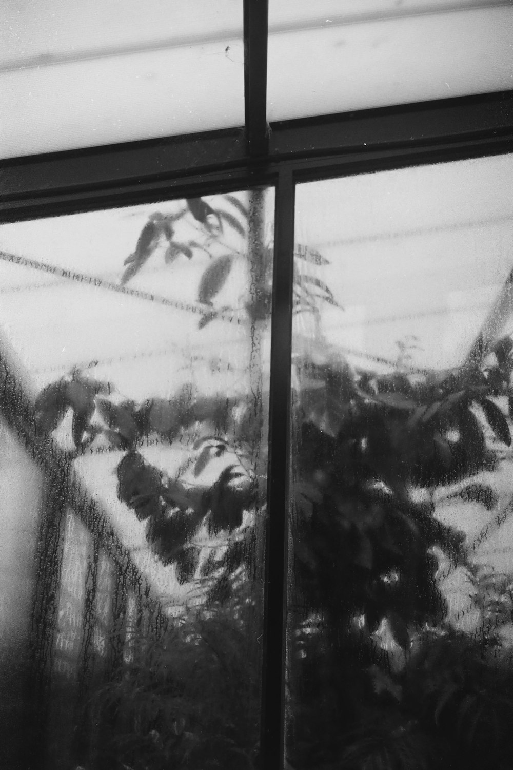 grayscale photo of plants in window